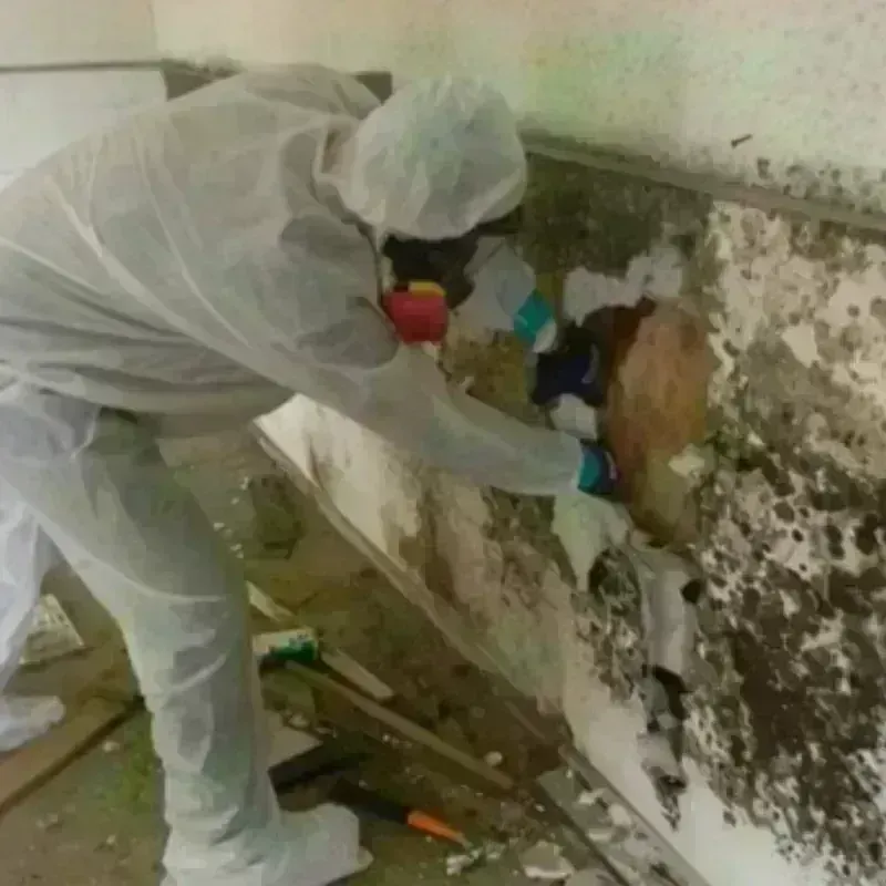 Mold Remediation and Removal in Inman, SC